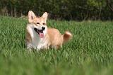 CORGI PEMBROKE 1295